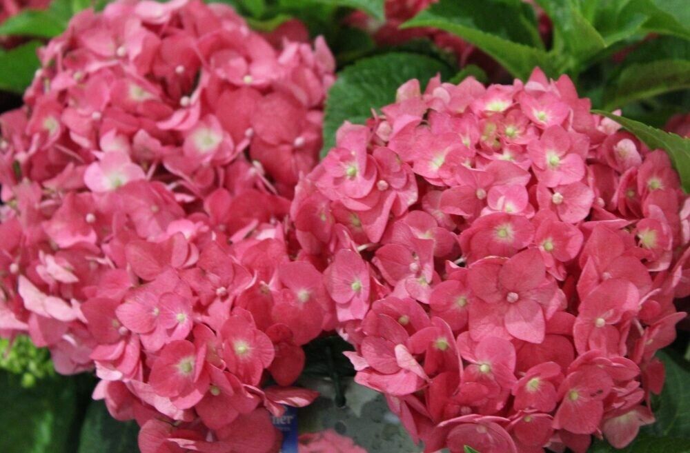Green River 5 Endless Summer Hydrangea Seeds – Premium Flower Seeds for Elegant Cottage Gardens, Patios & Borders – Rare Perennial Bush with Bold Summer Blooms – Hydrangea Limelight Seeds, Premium Seed Pack for Planting & Growing Beauty