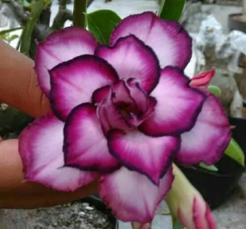 Green River 4 Double White Purple Desert Rose Seeds - Premium Exotic Succulent Flower Seeds for Indoor Pots Bonsai & Tropical Decor Drought-Tolerant, Easy to Grow Unique Trunk, Premium Seed Pack for Collectors