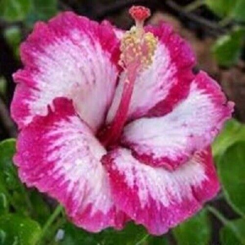 Green River 20 Pink Hibiscus Seeds - Premium Perennial Flower Seeds Pack for Tropical & Pollinator Gardens, Hardy Outdoor Seeds for Full Sun & Well-Drained Soil, Vibrant Garden Blooms Attracting Butterflies & Hummingbirds