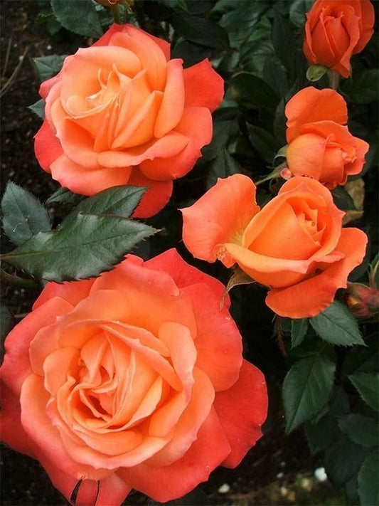 10 Bright Orange Rose Seeds Flower Bush Perennial Bloom Shrub Flower Seed 1317