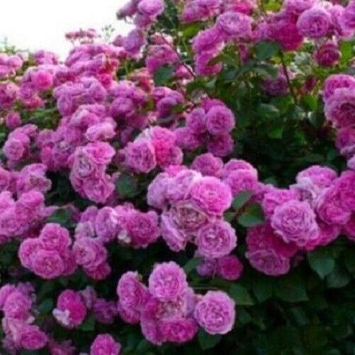 10 Climbing Purple Rose Seeds Flower Bush Perennial Shrub Flowers Seed 1299