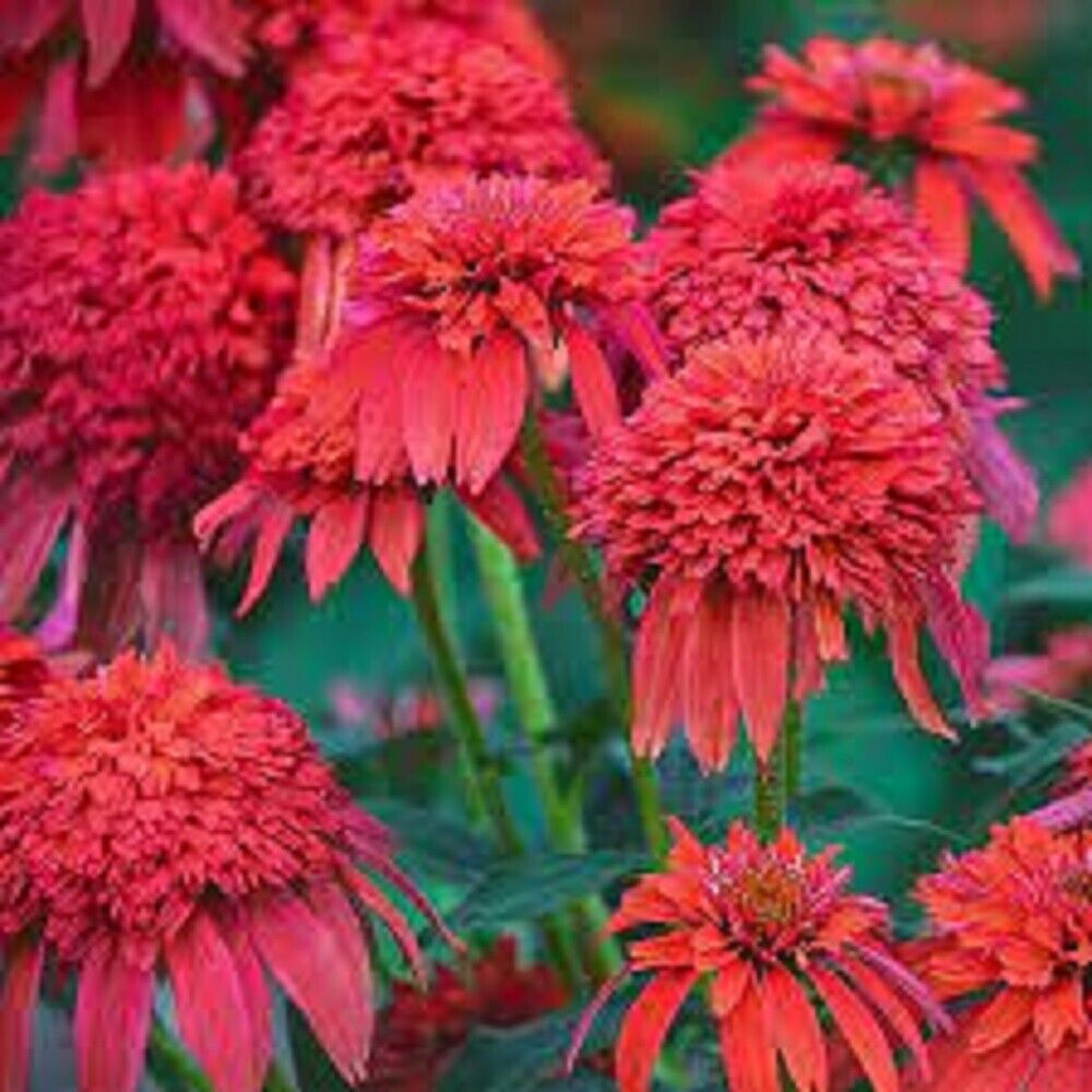 50 Mandarin DBL Scoop Coneflower Seeds Echinacea Perennial Flowers Flower 1217