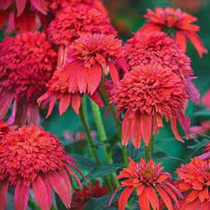 50 Mandarin DBL Scoop Coneflower Seeds Echinacea Perennial Flowers Flower 1217