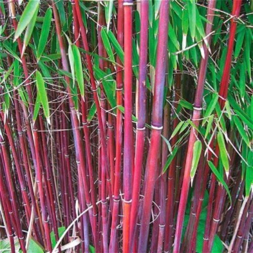 Green River 50 Red Bamboo Seeds - Tall Bamboo Plant Seeds for Privacy Screens & Garden Landscaping – Premium Bamboo Seeds for Planting Outdoors or in Pots – Non-Invasive Fast-Growing Lawn Plants – Seeds for Gardening & More
