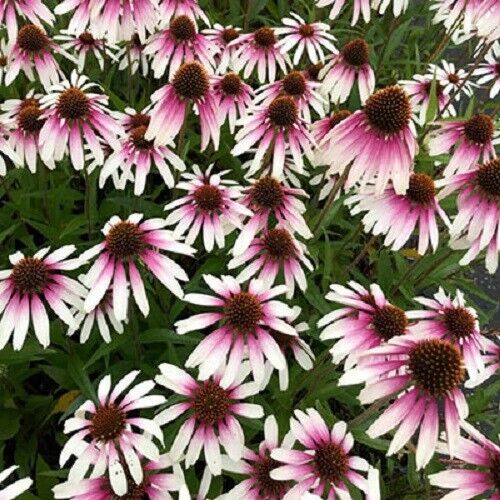 Green River 50 Pretty Parasols Coneflower Seeds - Drought-Tolerant Decor Seeds for Pollinator Gardens, Perennial Blooms, Ideal for Summer Conditions