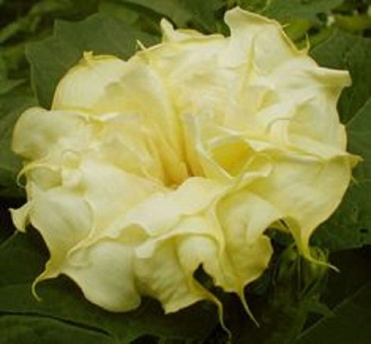 Green River Seeds 10 Mellow Yellow Angel Trumpet Seeds - Premium Brugmansia Flowers for Pots Patios & Cottage Gardens - Fast Growing Exotic Scented Blooms for Full Sun Zones
