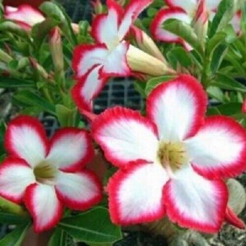 Green River 4 White Red Desert Rose Seeds - Premium Exotic Succulent Flower Seeds for Indoor Pots Bonsai & Tropical Decor Drought-Tolerant, Easy to Grow Unique Trunk, Premium Seed Pack for Collectors