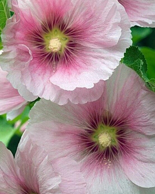Green River 25 Blush Hollyhock Seeds - Flower Seed Pack, Tall Perennial Blooms, Cottage Garden Plants for Borders, Premium Seeds for Planting, Pollinator Friendly Flowers