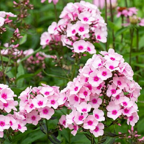 garden phlox seeds 50 White Pink Phlox Seeds Flower Perennial Seed Flowers Butterfly 56 U – Green River Seeds