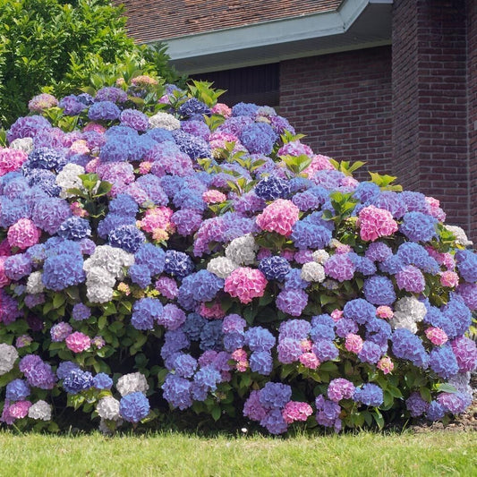 Green River 5 3 in 1 Hydrangea Seeds – Premium Flower Seeds for Elegant Cottage Gardens, Patios & Borders – Rare Perennial Bush with Bold Summer Blooms – Hydrangea Limelight Seeds, Premium Seed Pack for Planting & Growing Beauty