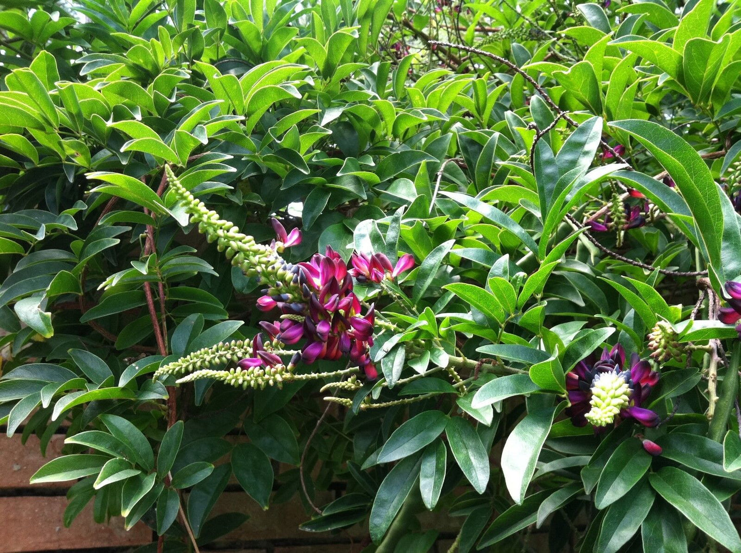 Green River 5 Evergreen Wisteria Seeds - Premium Climbing Vine Seeds for Bonsai & Decor, Rare Fragrant Blooms, Full Sun, Up to 30 ft Tall