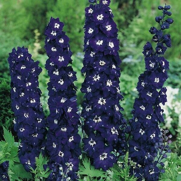 Green River 50 Dark Blue Delphinium Seeds - Flower Seed Pack, Perennial Delphinium Flower Seeds, Tall Spikes for Borders, Premium Garden Plant Seeds for Planting