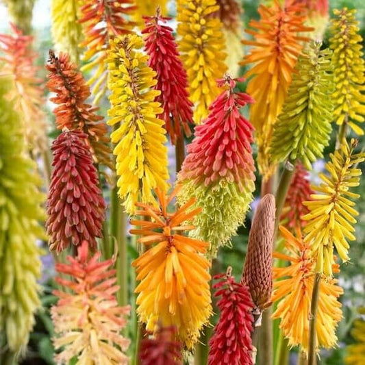 Green River 25 Mix Hot Poker Torch Lily Flower Seeds- Premium Perennial Flower Seeds for Pollinator Gardens, Borders & Full Sun, Torch Lily Seeds for Planting, Heat-Tolerant, Vibrant Spikes for Cottage Garden Color