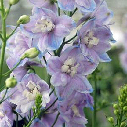 Green River 50 Lavendar Delphinium Seeds - Flower Seed Pack, Perennial Delphinium Flower Seeds, Tall Spikes for Borders, Premium Garden Plant Seeds for Planting