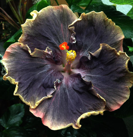 Green River 20 Yellow Black Hibiscus Seeds - Premium Perennial Flower Seeds Pack for Tropical & Pollinator Gardens, Hardy Outdoor Seeds for Full Sun & Well-Drained Soil, Vibrant Garden Blooms Attracting Butterflies & Hummingbirds