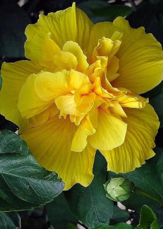 Green River 20 Double Yellow Hibiscus Seeds - Premium Perennial Flower Seeds Pack for Tropical & Pollinator Gardens, Hardy Outdoor Seeds for Full Sun & Well-Drained Soil, Vibrant Garden Blooms Attracting Butterflies & Hummingbirds