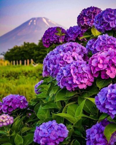 Green River 5 Dark Purple Hydrangea Seeds – Premium Flower Seeds for Elegant Cottage Gardens, Patios & Borders – Rare Perennial Bush with Bold Summer Blooms – Hydrangea Limelight Seeds, Premium Seed Pack for Planting & Growing Beauty