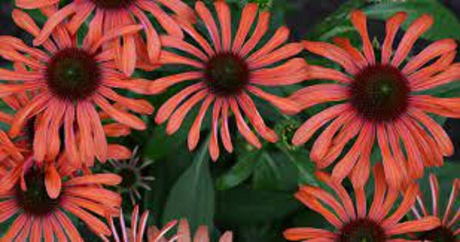 echinacea julia seeds Green River 50 Julia Coneflower Seeds