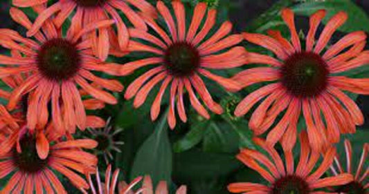 Green River 50 Julia Coneflower Seeds - Drought-Tolerant Decor Seeds for Pollinator Gardens, Perennial Blooms, Ideal for Summer Conditions
