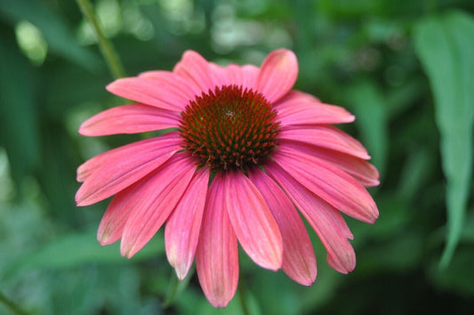 Green River 50 Watermelon Coneflower Seeds - Drought-Tolerant Decor Seeds for Pollinator Gardens, Perennial Blooms, Ideal for Summer Conditions