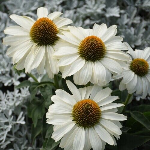 Green River 50 Price is White Coneflower Seeds - Drought-Tolerant Decor Seeds for Pollinator Gardens, Perennial Blooms, Ideal for Summer Conditions