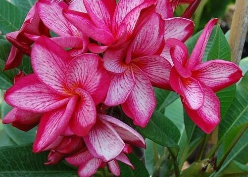 Green River 5 Pink White Plumeria Seeds - Flower Seed Pack, Premium Tropical Blooms, Fragrant Perennial Plants for Garden Charm, Ideal for Leis and Containers