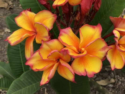 Green River 5 Bright Yellow Plumeria Seeds - Flower Seed Pack, Premium Tropical Blooms, Fragrant Perennial Plants for Garden Charm, Ideal for Leis and Containers
