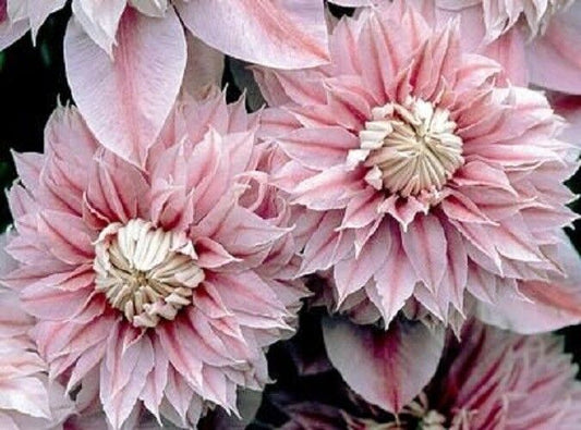 Green River Double Light Pink Clematis Seeds - 25 Flower Seed Pack, Perennial Climbing Vine, Dried Clematis Plant Seeds for Fences and Trellises, All Seasons, USDA Zones 4-9
