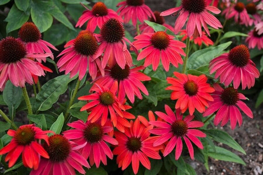 Green River 50 Fire Red Coneflower Seeds - Drought-Tolerant Decor Seeds for Pollinator Gardens, Perennial Blooms, Ideal for Summer Conditions