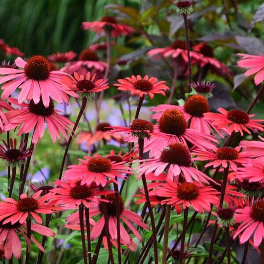 Green River 50 Solar Flare Coneflower Seeds - Drought-Tolerant Decor Seeds for Pollinator Gardens, Perennial Blooms, Ideal for Summer Conditions