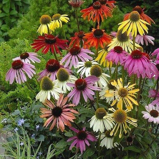 Green River 50 Lustre Mix Coneflower Seeds - Drought-Tolerant Decor Seeds for Pollinator Gardens, Perennial Blooms, Ideal for Summer Conditions