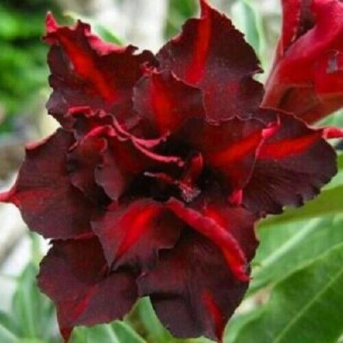 Green River 4 Dark Red Desert Rose Seeds - Premium Exotic Succulent Flower Seeds for Indoor Pots Bonsai & Tropical Decor Drought-Tolerant, Easy to Grow Unique Trunk, Premium Seed Pack for Collectors