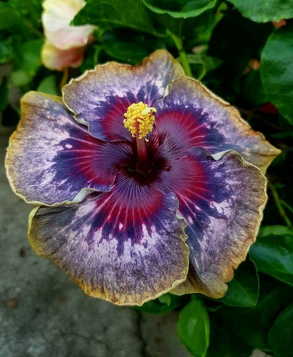 Green River 20 Purple Yellow Pink Hibiscus Seeds - Premium Perennial Flower Seeds Pack for Tropical & Pollinator Gardens, Hardy Outdoor Seeds for Full Sun & Well-Drained Soil, Vibrant Garden Blooms Attracting Butterflies & Hummingbirds
