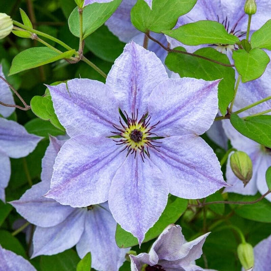 Green River Skyfall Clematis Seeds - 25 Flower Seed Pack, Perennial Climbing Vine, Dried Clematis Plant Seeds for Fences and Trellises, All Seasons, USDA Zones 4-9