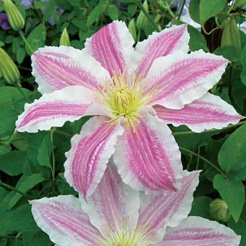 Green River Cotton Candy Clematis Seeds - 25 Flower Seed Pack, Perennial Climbing Vine, Dried Clematis Plant Seeds for Fences and Trellises, All Seasons, USDA Zones 4-9