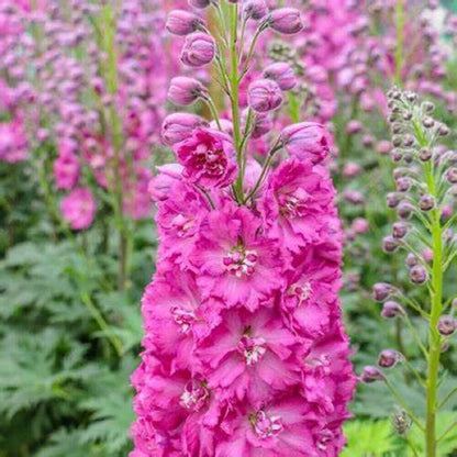 Green River 50 Bright Pink Delphinium Seeds - Flower Seed Pack, Perennial Delphinium Flower Seeds, Tall Spikes for Borders, Premium Garden Plant Seeds for Planting
