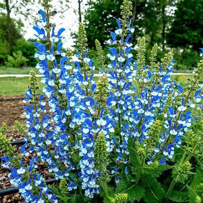 Green River 50 Azure Snow Salvia Seeds - Vibrant Perennial Flower Seeds for Borders & Pollinator Gardens, Drought-Tolerant, Butterfly Magnet, All Seasons, Bag, Partial Sun