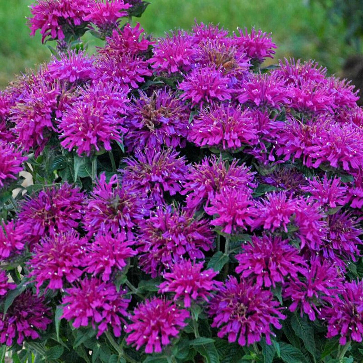 Green River 100 Gumball Bee Balm Seeds Premium Perennial Flower Seeds for Pollinator Gardens & Cut Flowers Drought-Tolerant Deer Resistant Fragrant Purple Blooms Ideal for Outdoor Gardening Containers & Wildlife Habitats