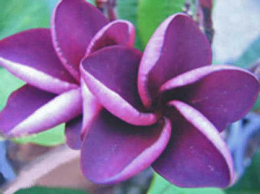 Green River 5 Purple Plumeria Seeds - Flower Seed Pack, Premium Tropical Blooms, Fragrant Perennial Plants for Garden Charm, Ideal for Leis and Containers