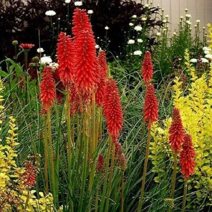 Green River 25 Bright Red Hot Poker Torch Lily Flower Seeds- Premium Perennial Flower Seeds for Pollinator Gardens, Borders & Full Sun, Torch Lily Seeds for Planting, Heat-Tolerant, Vibrant Spikes for Cottage Garden Color