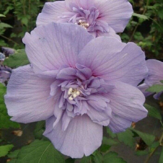 Green River 20 Double Light Purple Hibiscus Seeds - Premium Perennial Flower Seeds Pack for Tropical & Pollinator Gardens, Hardy Outdoor Seeds for Full Sun & Well-Drained Soil, Vibrant Garden Blooms Attracting Butterflies & Hummingbirds