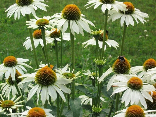 Green River 50 Baby White Coneflower Seeds - Drought-Tolerant Decor Seeds for Pollinator Gardens, Perennial Blooms, Ideal for Summer Conditions