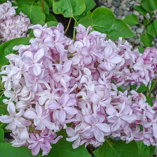 Green River 25 Edward Gardne Lilac Seeds - Fragrant Spring Bloomers for Garden & Decor Decoratives - Premium Seeds, Heirloom Variety for Pollinator Gardens