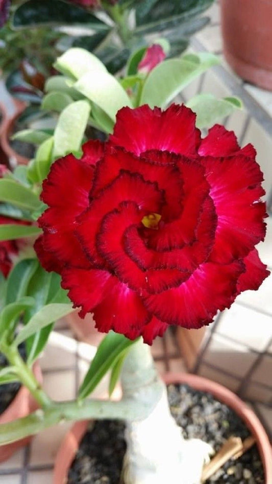 Green River 4 Red Black Tips Desert Rose Seeds - Premium Exotic Succulent Flower Seeds for Indoor Pots Bonsai & Tropical Decor Drought-Tolerant, Easy to Grow Unique Trunk, Premium Seed Pack for Collectors