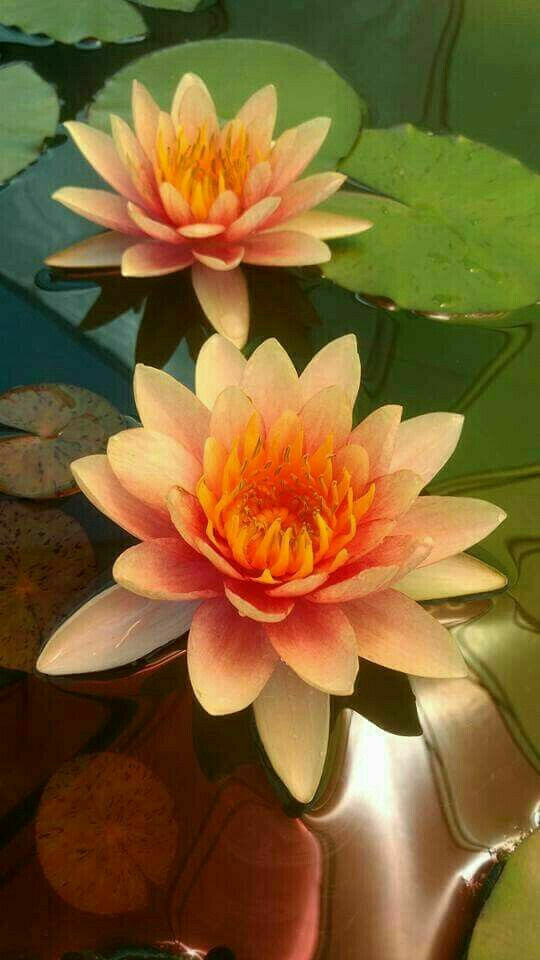 lotus seed flower 5 Orange Yellow Lotus Seeds Nelumbo nucifera Flowering Bloom Hardy Tro – Green River Seeds