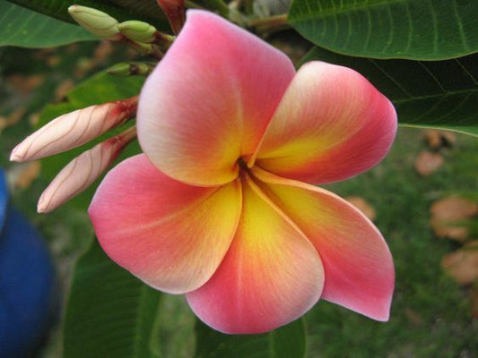 Green River 5 Pink Yellow Plumeria Seeds - Flower Seed Pack, Premium Tropical Blooms, Fragrant Perennial Plants for Garden Charm, Ideal for Leis and Containers