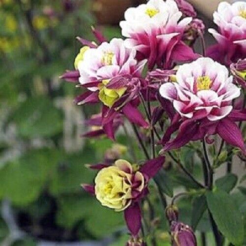 50 Double Maroon White Columbine Seeds Flower Perennial Flowers Seed Bloom 139