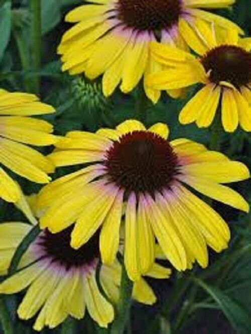 Green River 50 Yellow Rainbow Coneflower Seeds - Drought-Tolerant Decor Seeds for Pollinator Gardens, Perennial Blooms, Ideal for Summer Conditions