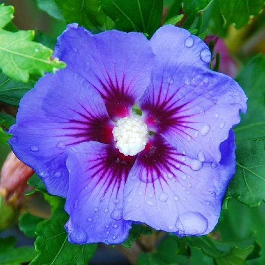 Green River 20 Blue Purple Hibiscus Seeds - Premium Perennial Flower Seeds Pack for Tropical & Pollinator Gardens, Hardy Outdoor Seeds for Full Sun & Well-Drained Soil, Vibrant Garden Blooms Attracting Butterflies & Hummingbirds