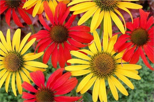 Green River 50 Tomato Mac & Cheese Coneflower Seeds - Drought-Tolerant Decor Seeds for Pollinator Gardens, Perennial Blooms, Ideal for Summer Conditions